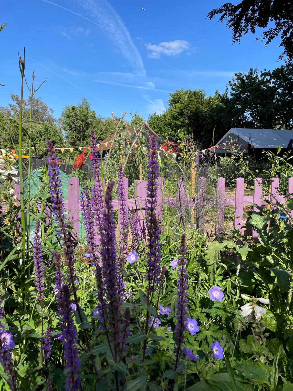 Purple salvias and bunting over the lilac fence