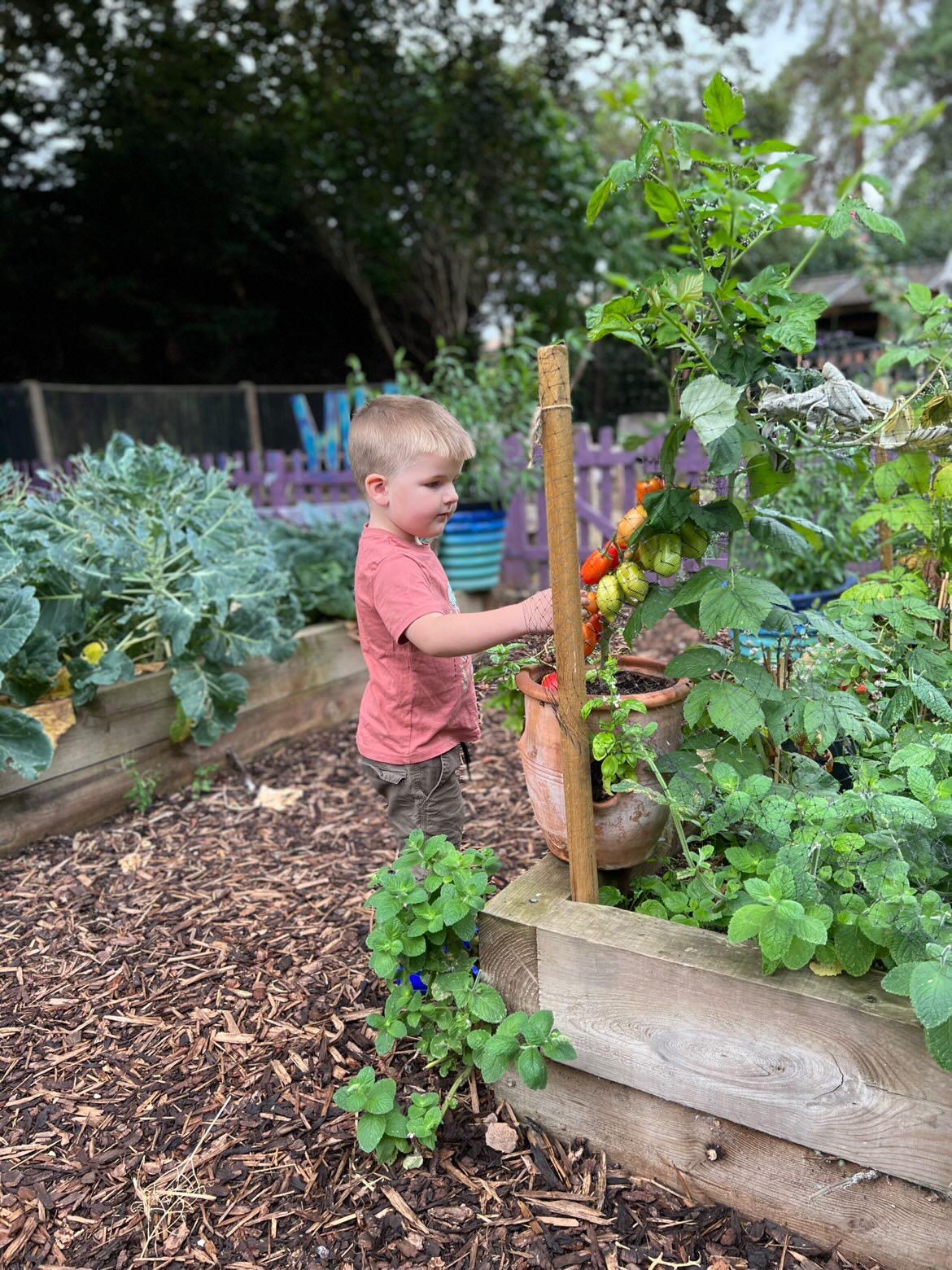 A boy picking tomatoes from a pot in the raised beds