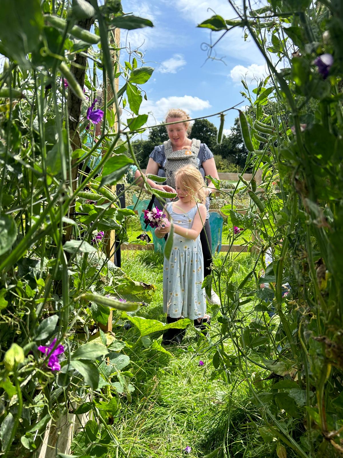 A child picking sweet peas with a grown-up in the garden