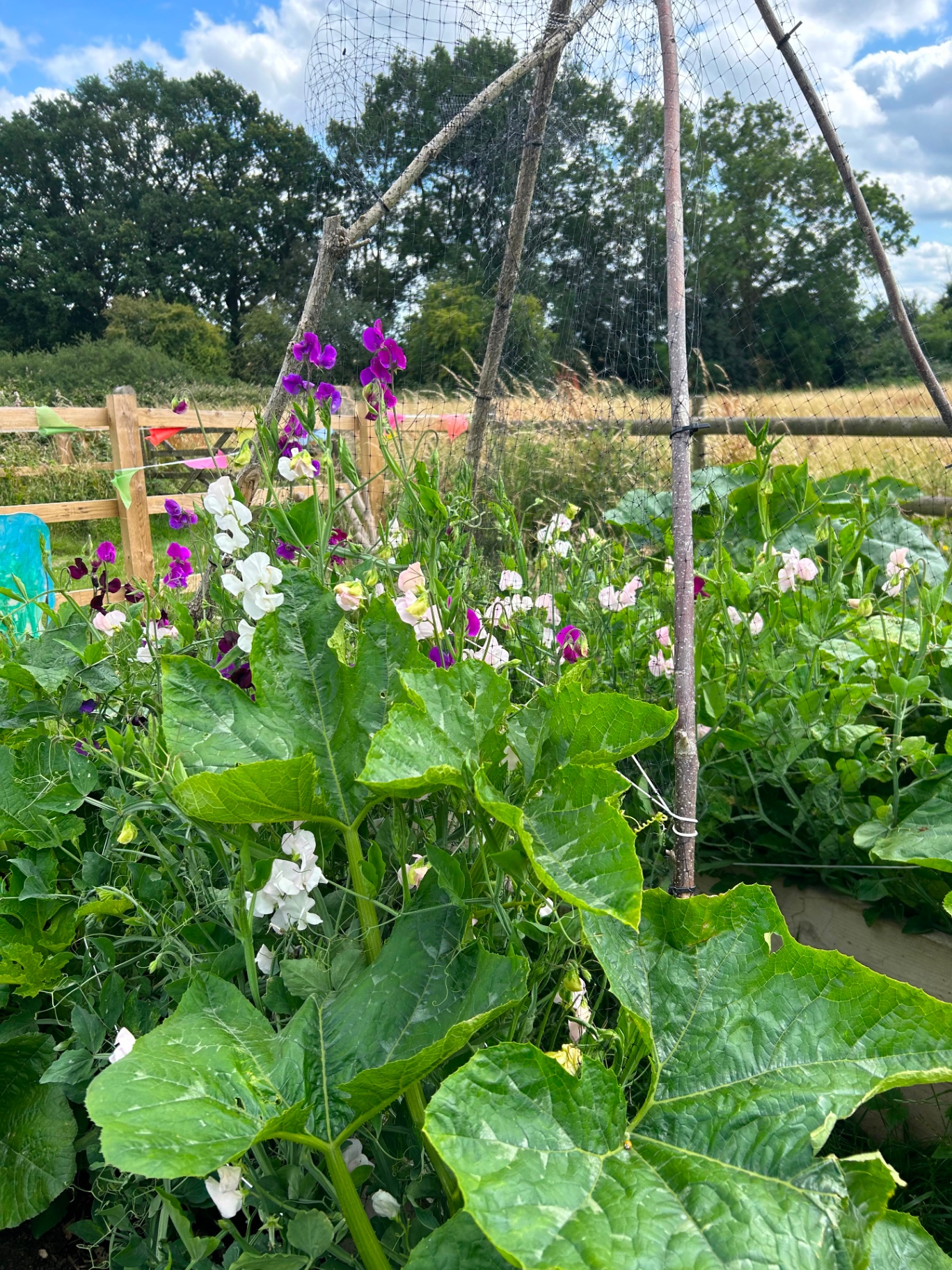 Sweet peas growing at the WildOnes space in Henley