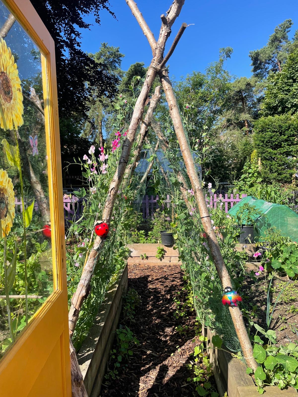 A willow teepee covered in sweet peas on a blue sky day